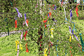 Tying items to trees in May Day