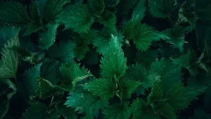 Common Nettle leaves for a soup