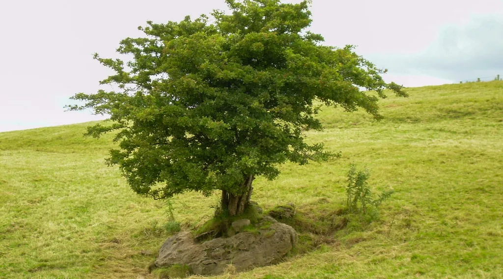 Folklore of Fairy Trees in Ireland