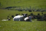 Lambs during Imbolc