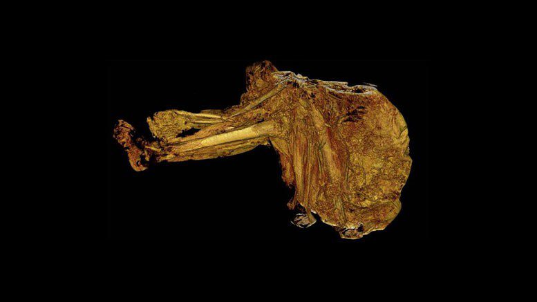 Discovery of Cashel Man The Ancient Bog Body